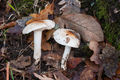 Hygrophorus arbustivus